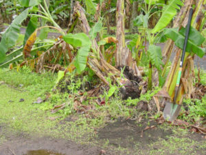 Root-knot nematode in Banana