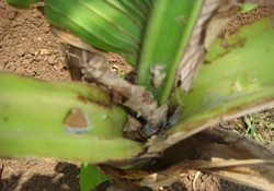 Rhizome (corm) weevil in Banana