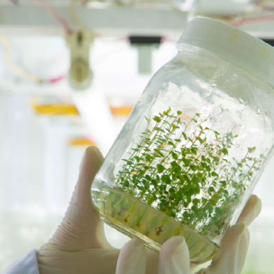 Tissue Culture Blueberry Biloxi Plant