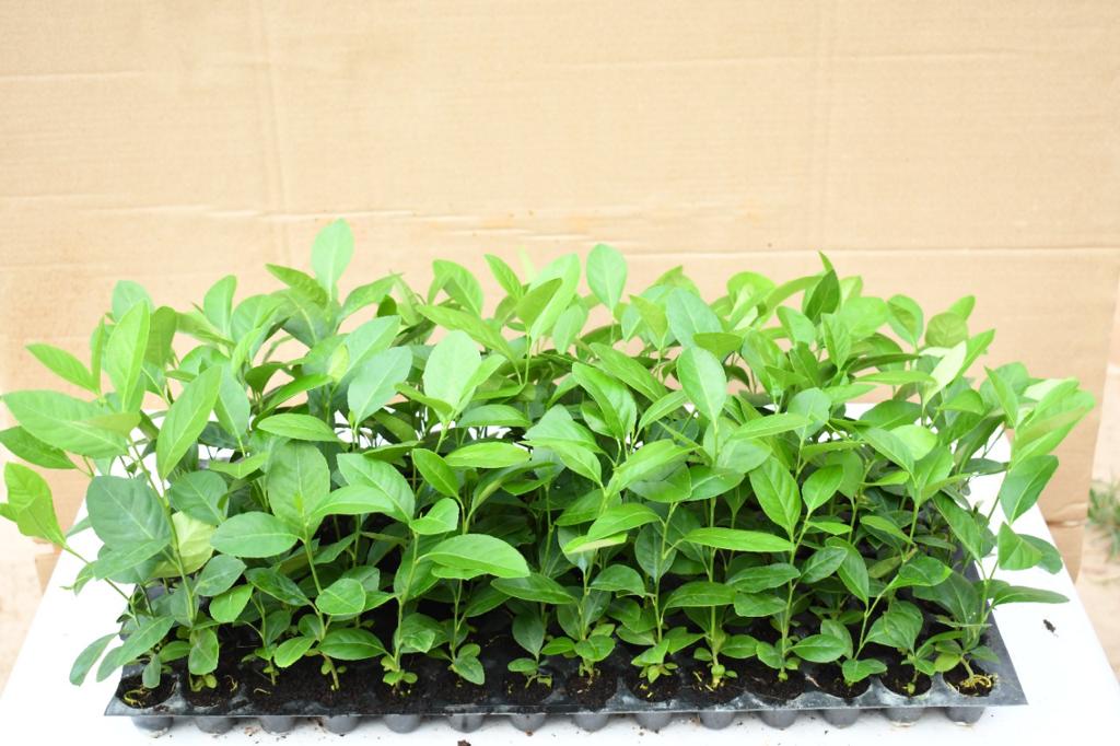 Tissue Culture Lemon Plants - Tissue Culture Plants