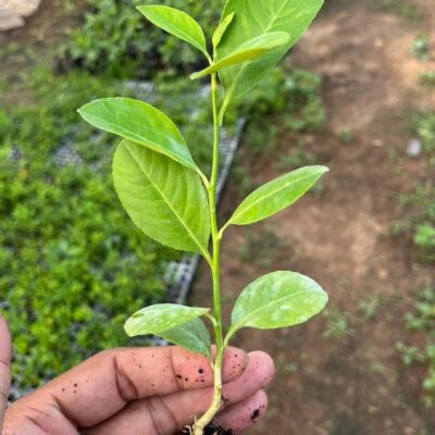 Tissue Culture Lemon Plants