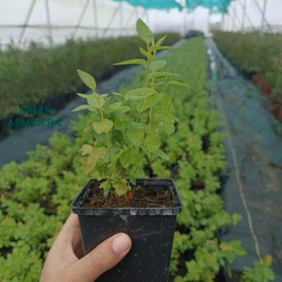 Tissue Culture Blueberry Biloxi Plants