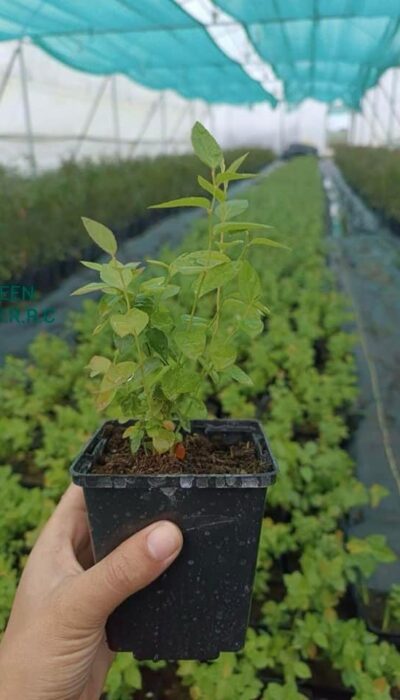 Tissue Culture Blueberry Biloxi Plants