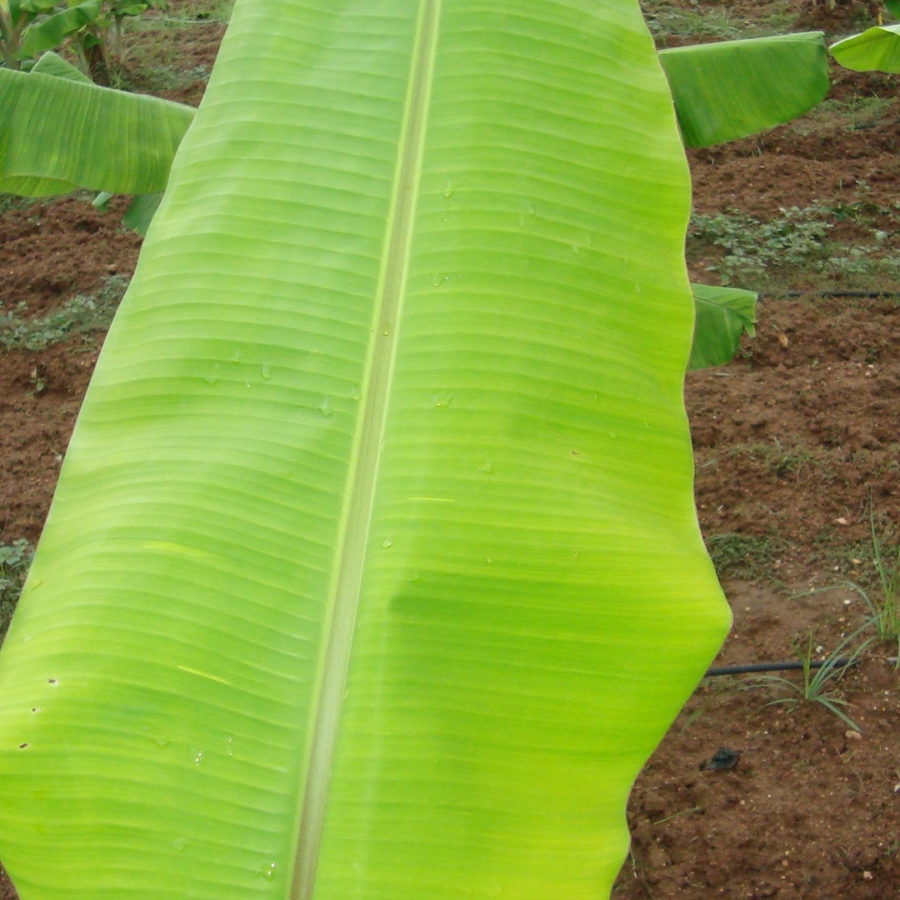 How much magnesium in a banana peel at jessica chestnut blog