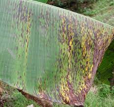 Sigatoka Leaf Spot Disease in Banana