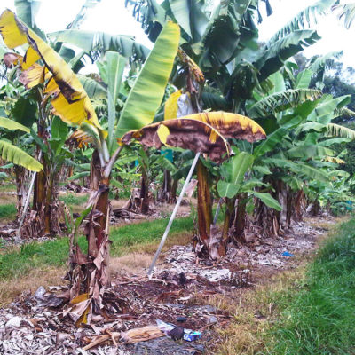 Panama wilt (Fusarium oxysporum ) in banana