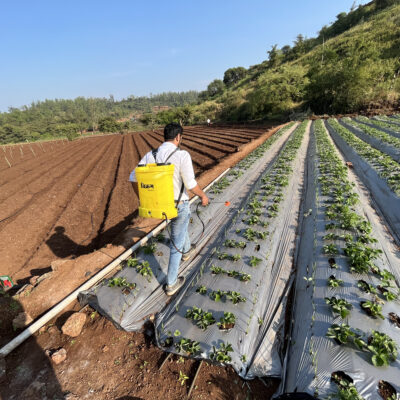 Use of nano liquid urea fertilizers