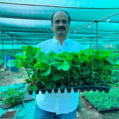 Tissue Culture Fig Plants