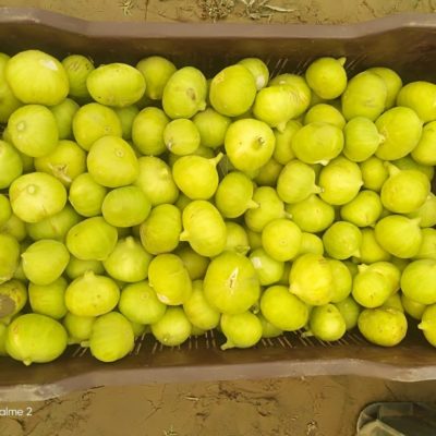 Fig fruits of Dienna variety