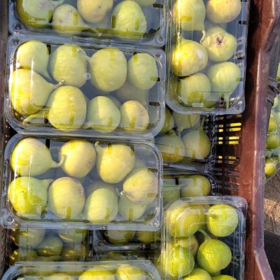 Fig fruits of Dienna variety