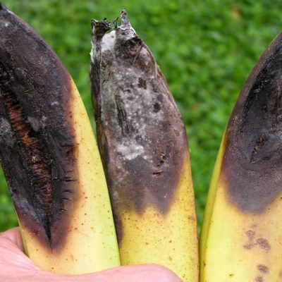 Anthracnose in Banana