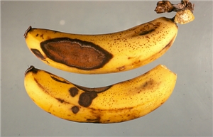 Anthracnose in Banana