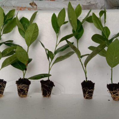 Tissue Culture Seedless Lemon Plants export