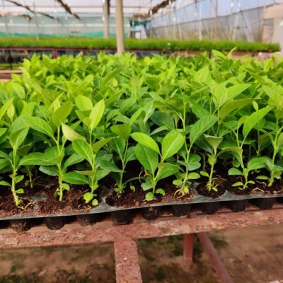 Tissue Culture Seedless Lemon Plants export