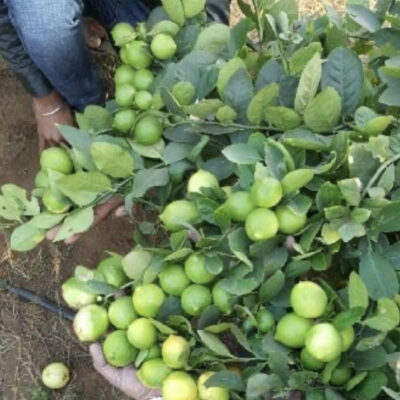 Tissue Culture Seedless Lemon Plants export