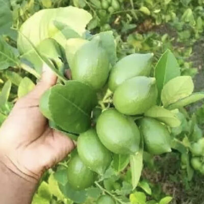 Tissue Culture Seedless Lemon Plants export