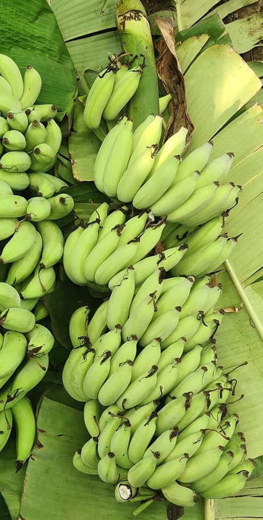 "Quality Tissue Culture Banana Plants: Boost Your Harvest with Superior ...
