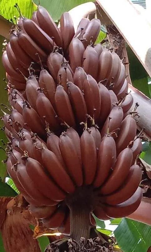 Tissue Culture Red Banana Variety