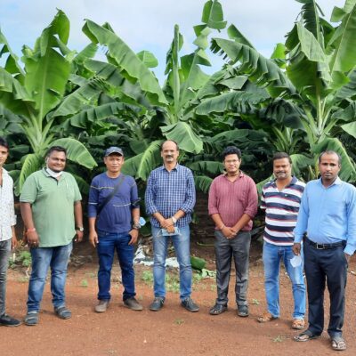 Working for banana farmers group