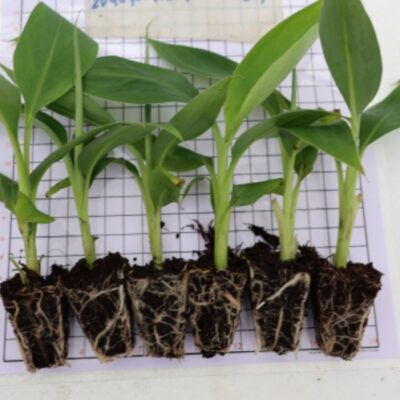 Tissue Culture In Vivo Banana Plants