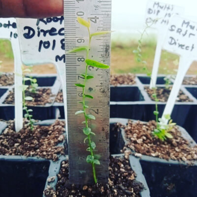 Tissue Culture Blueberry Plants