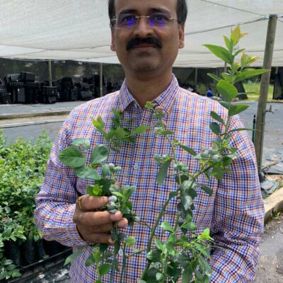 Tissue Culture Blueberry Plants