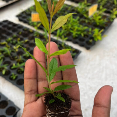 Tissue Culture Pomegranate Plants