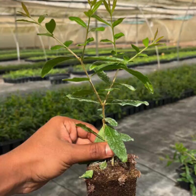 Tissue Culture Pomegranate Plants