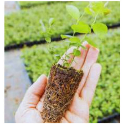 Tissue Culture Blueberry Plants