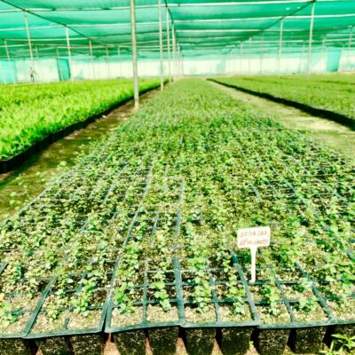 Tissue Culture Blueberry Plants