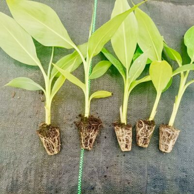 Tissue Culture In Vivo Banana Plants